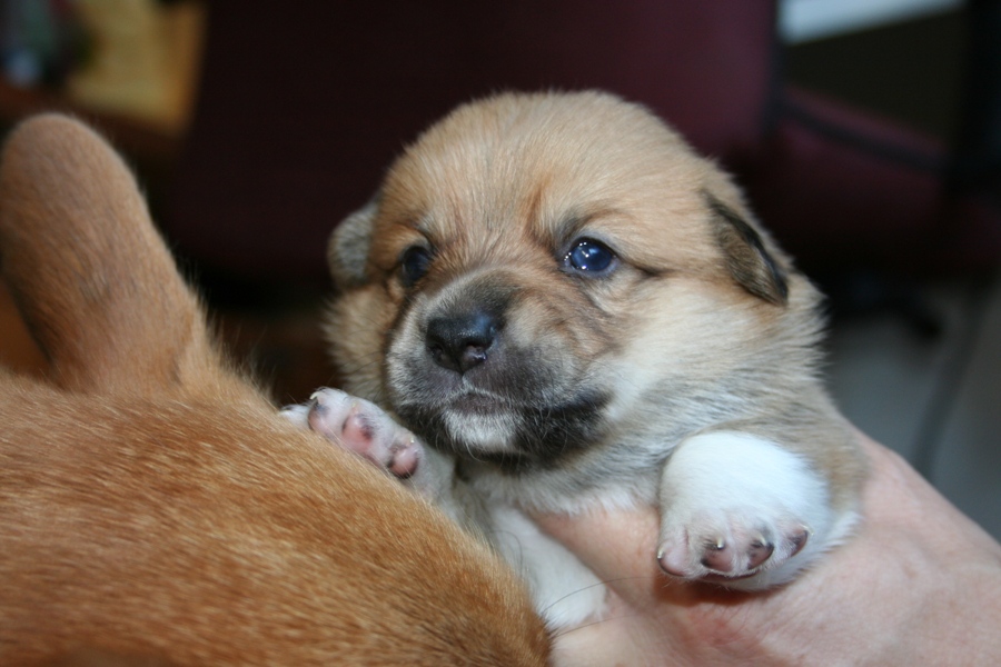 Puppies